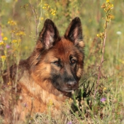 Photo de Berger allemand  poil court