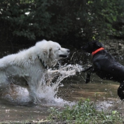 Photo de Chien de montagne des pyrnes