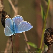 Photo de Papillon