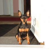 Photo de Pinscher nain