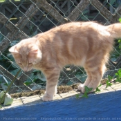 Photo de Chat domestique