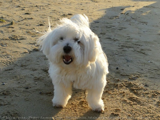 Photo de Coton de tulear