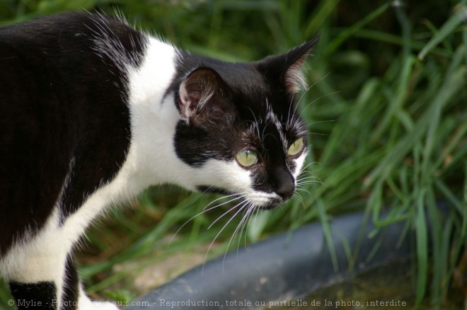 Photo de Chat domestique