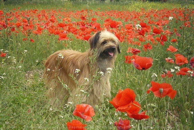 Photo de Chien de berger des pyrenes  poil long