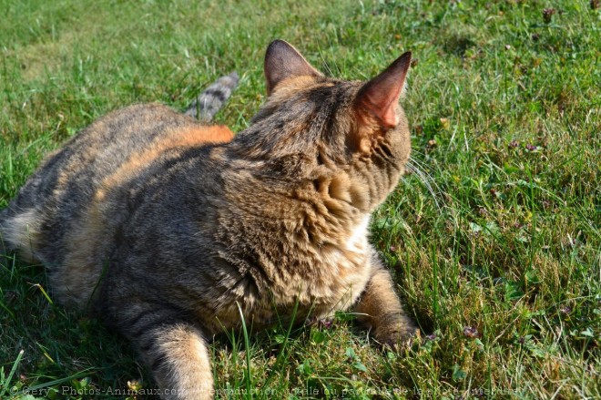 Photo de Chat domestique