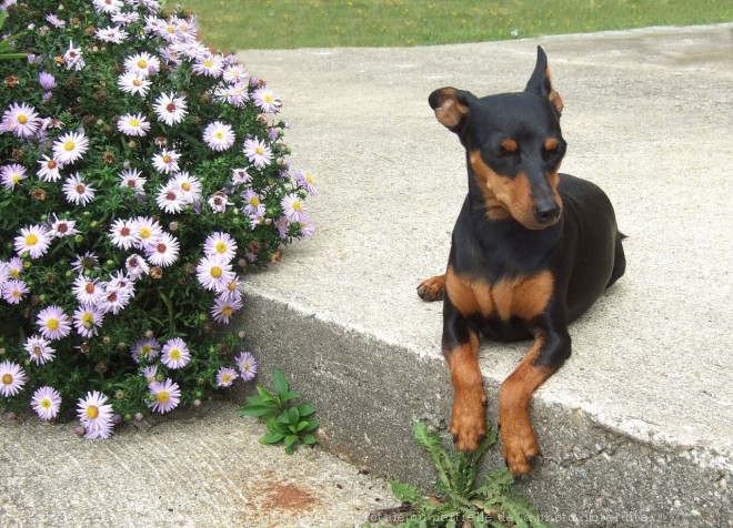 Photo de Pinscher nain