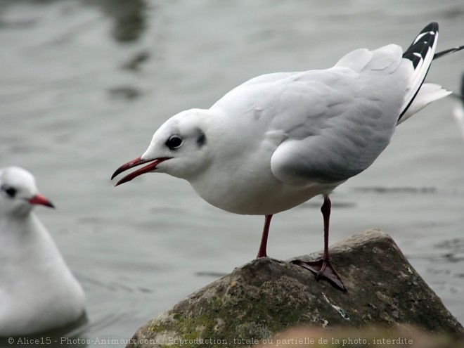 Photo de Mouette