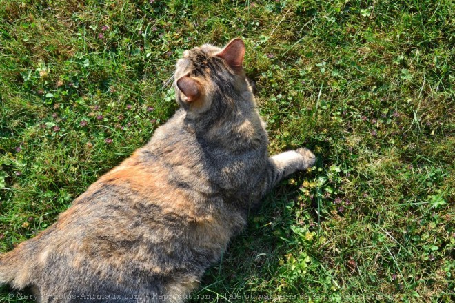 Photo de Chat domestique