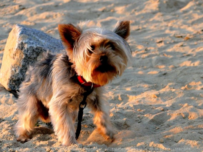 Photo de Yorkshire terrier