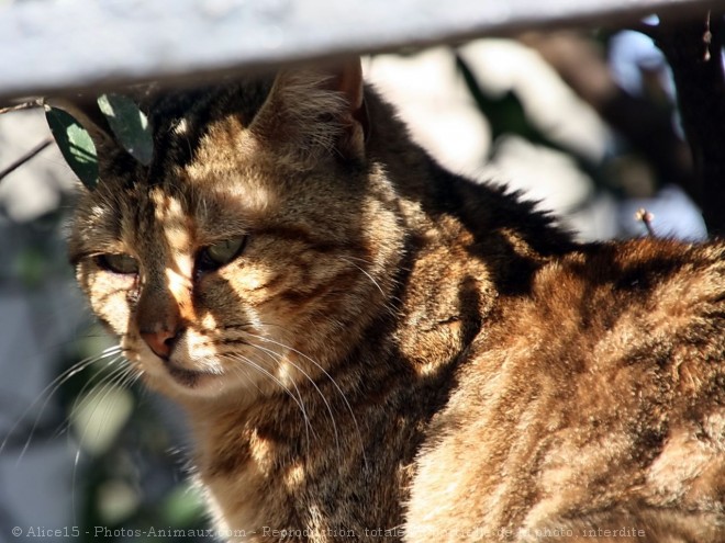 Photo de Chat domestique