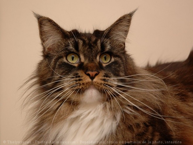 Photo de Maine coon