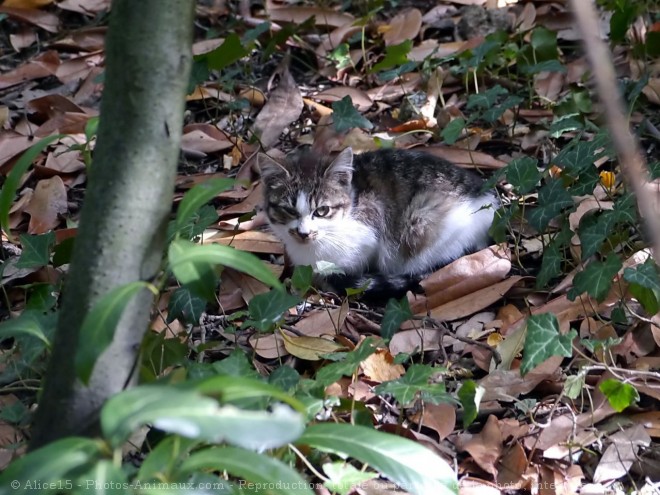 Photo de Chat domestique