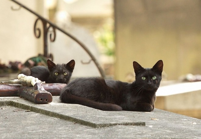 Photo de Chat domestique