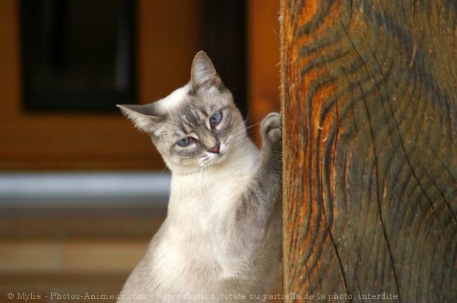 Photo de Chat domestique