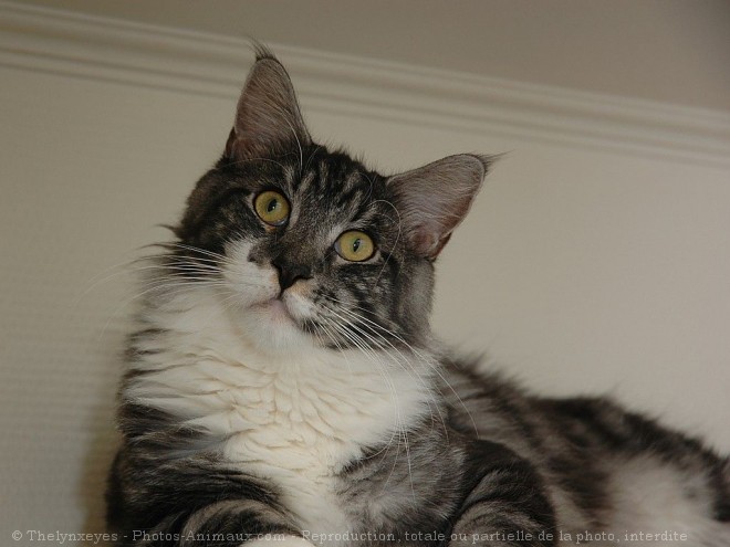 Photo de Maine coon