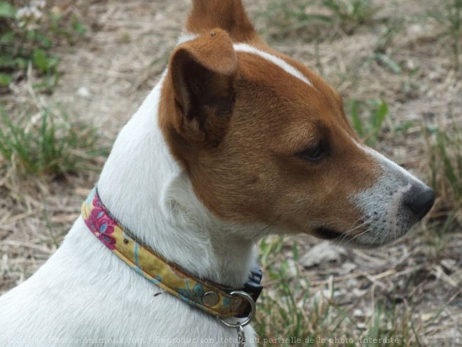 Photo de Jack russell terrier