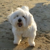 Photo de Coton de tulear