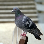 Photo de Pigeon