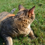 Photo de Chat domestique