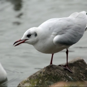 Photo de Mouette