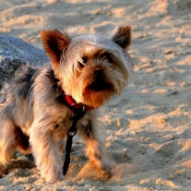 Photo de Yorkshire terrier