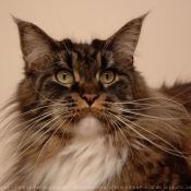 Photo de Maine coon