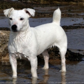 Photo de Jack russell terrier