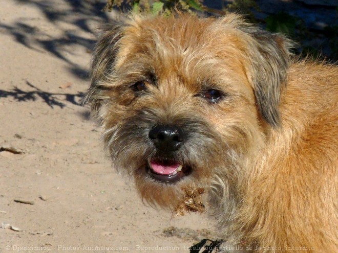 Photo de Border terrier