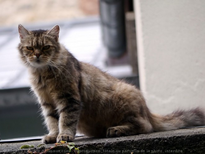 Photo de Chat domestique