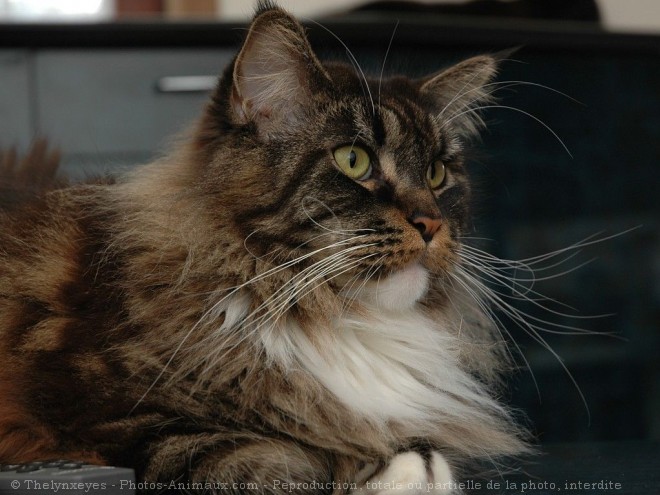 Photo de Maine coon