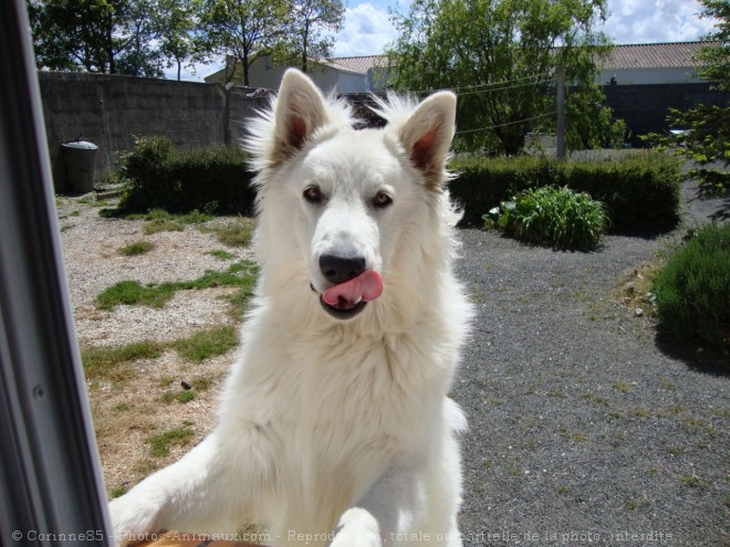 Photo de Berger blanc suisse