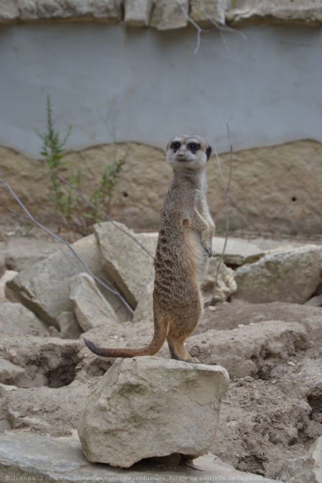 Photo de Suricate