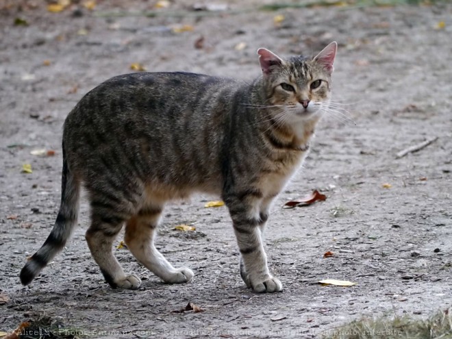 Photo de Chat domestique