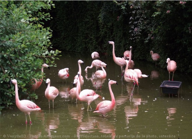 Photo de Flamand rose