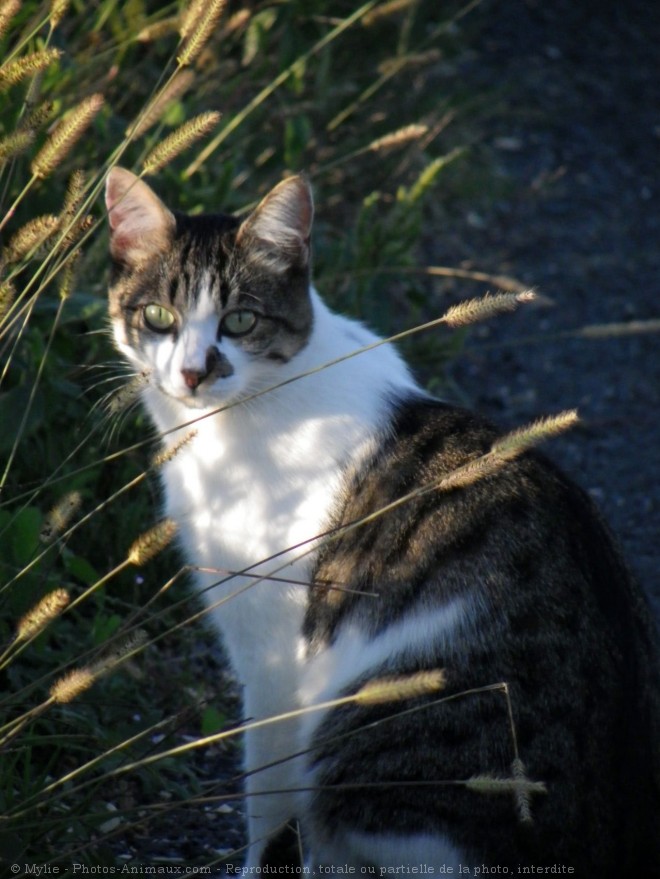 Photo de Chat domestique