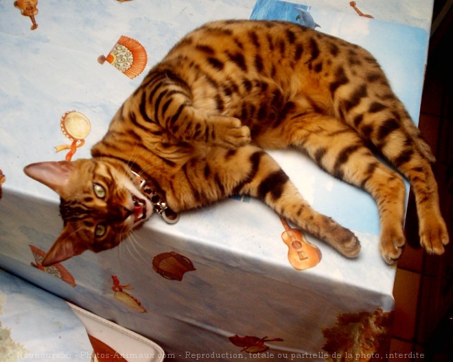 Photo de Bengal