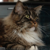 Photo de Maine coon