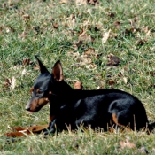 Photo de Pinscher nain