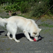 Photo de Berger blanc suisse