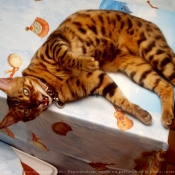 Photo de Bengal