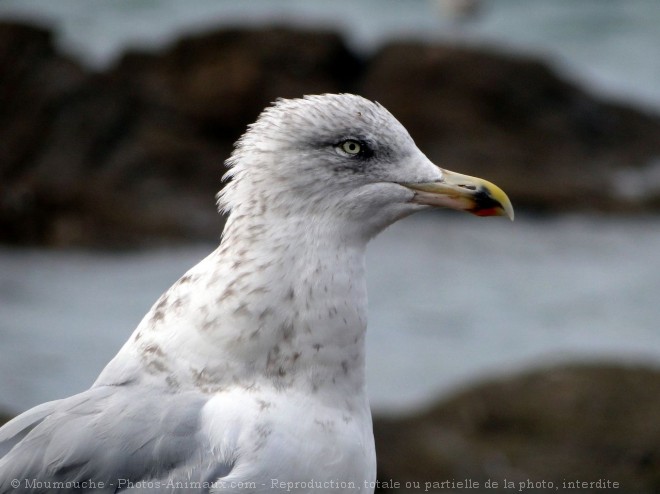 Photo de Goeland