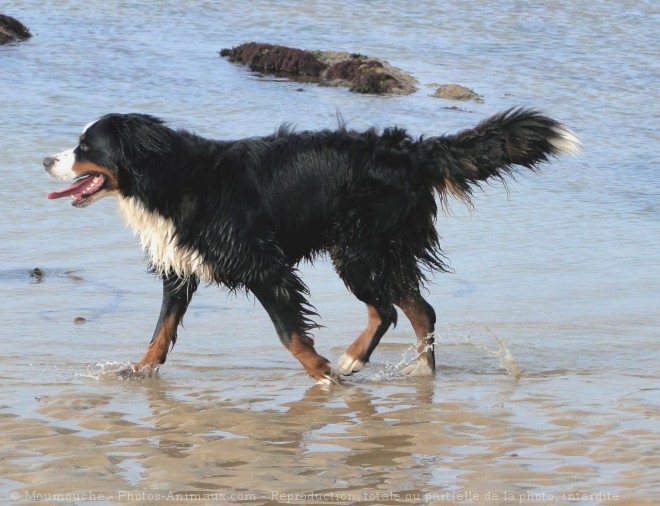 Photo de Bouvier bernois