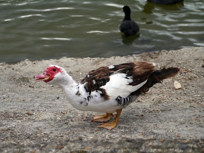 Photo de Canard de barbarie