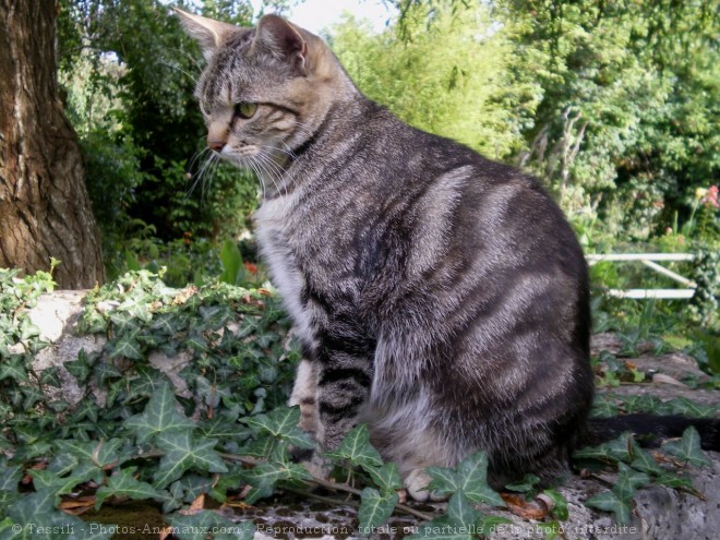 Photo de Chat domestique