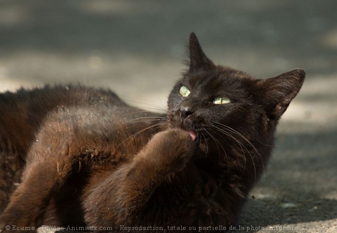 Photo de Chat domestique