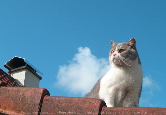 Photo de British shorthair