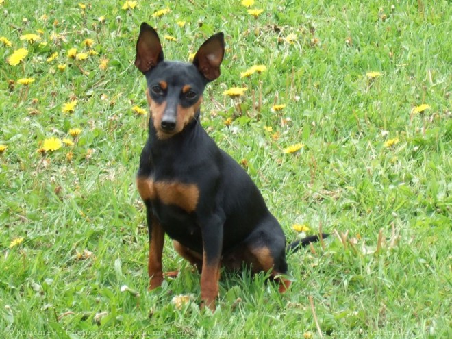 Photo de Pinscher nain