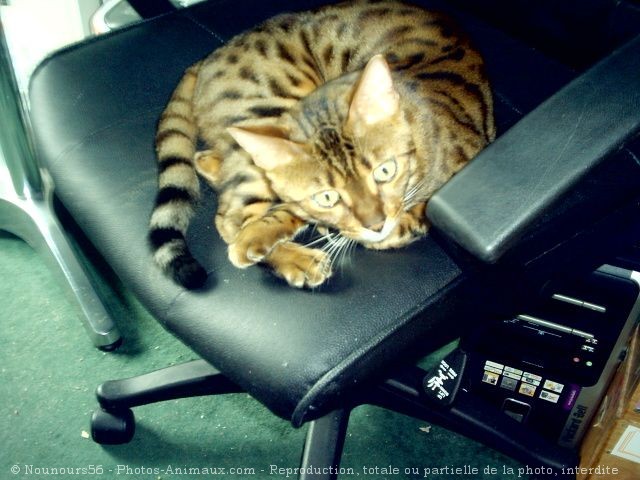 Photo de Bengal