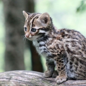 Photo de Chat lopard du bengale