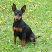 Photo de Pinscher nain